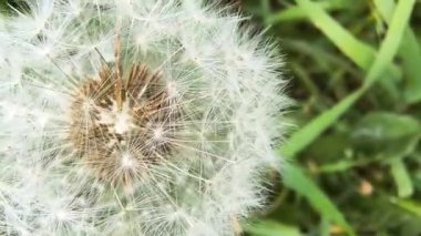 Yeşil çimlerde güzel karahindibalar. Çimenler ve beyaz karahindibalar. beyaz karahindibalar.