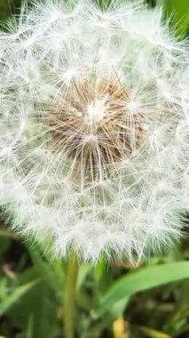 Yeşil çimlerde güzel karahindibalar. Çimenler ve beyaz karahindibalar. beyaz karahindibalar.