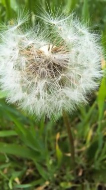 Yeşil çimlerde güzel karahindibalar. Çimenler ve beyaz karahindibalar. beyaz karahindibalar.