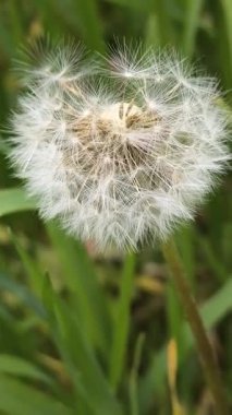 Yeşil çimlerde güzel karahindibalar. Çimenler ve beyaz karahindibalar. beyaz karahindibalar.