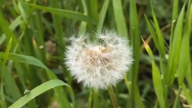 Yeşil çimlerde güzel karahindibalar. Çimenler ve beyaz karahindibalar. beyaz karahindibalar.