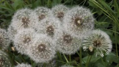 Yeşil çimlerde güzel karahindibalar. Çimenler ve beyaz karahindibalar. beyaz karahindibalar.