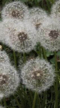 Yeşil çimlerde güzel karahindibalar. Çimenler ve beyaz karahindibalar. beyaz karahindibalar.