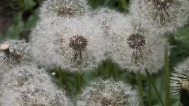 Yeşil çimlerde güzel karahindibalar. Çimenler ve beyaz karahindibalar. beyaz karahindibalar.