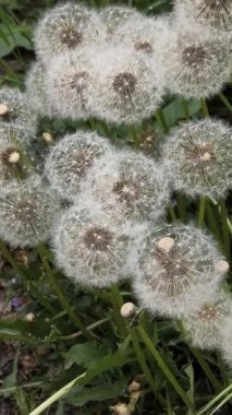 Yeşil çimlerde güzel karahindibalar. Çimenler ve beyaz karahindibalar. beyaz karahindibalar.