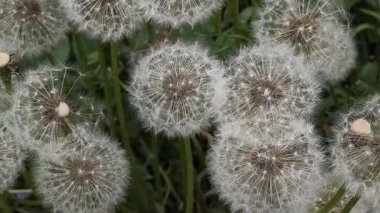Yeşil çimlerde güzel karahindibalar. Çimenler ve beyaz karahindibalar. beyaz karahindibalar.