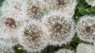 Yeşil çimlerde güzel karahindibalar. Çimenler ve beyaz karahindibalar. beyaz karahindibalar.