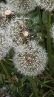 Yeşil çimlerde güzel karahindibalar. Çimenler ve beyaz karahindibalar. beyaz karahindibalar.