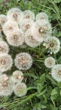 Yeşil çimlerde güzel karahindibalar. Çimenler ve beyaz karahindibalar. beyaz karahindibalar.