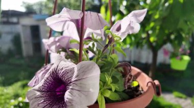 Saksıdaki petunyalar. Çiçek saksılarında güzel horozlar. ampelous petunya.