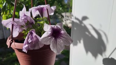 Saksıdaki petunyalar. Çiçek saksılarında güzel horozlar. ampelous petunya.