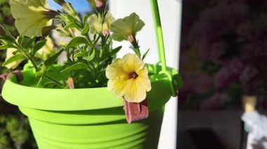 Saksıdaki petunyalar. Çiçek saksılarında güzel horozlar. ampelous petunya.