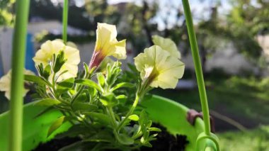 Saksıdaki petunyalar. Çiçek saksılarında güzel horozlar. ampelous petunya.