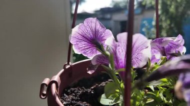 Saksıdaki petunyalar. Çiçek saksılarında güzel horozlar. ampelous petunya.