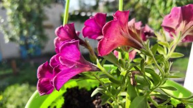 Saksıdaki petunyalar. Çiçek saksılarında güzel horozlar. ampelous petunya.