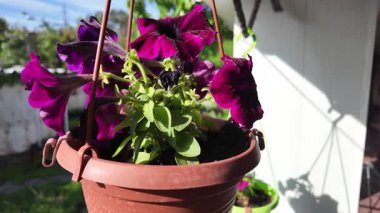 Saksıdaki petunyalar. Çiçek saksılarında güzel horozlar. ampelous petunya.