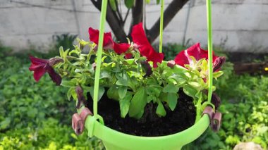 Saksıdaki petunyalar. Çiçek saksılarında güzel horozlar. ampelous petunya.