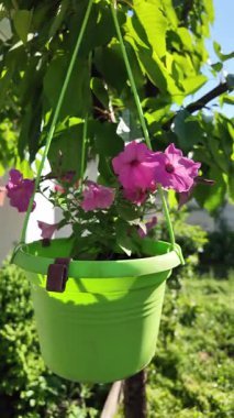 Saksıdaki petunyalar. Çiçek saksılarında güzel horozlar. ampelous petunya.