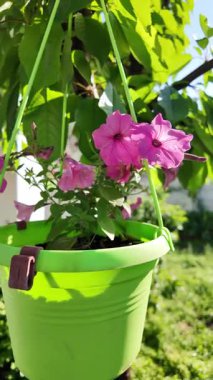 Saksıdaki petunyalar. Çiçek saksılarında güzel horozlar. ampelous petunya.