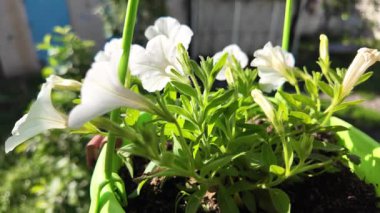 Saksıdaki petunyalar. Çiçek saksılarında güzel horozlar. ampelous petunya.