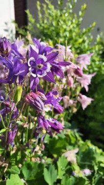  Campanula latifolia. Çan çiçekleri. Güzel bahar çiçekleri. Çiçek tarhında çiçekler.
