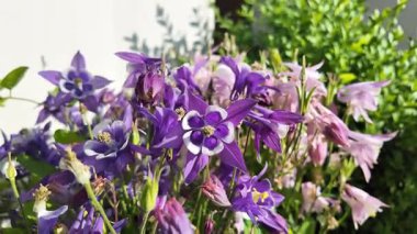 Campanula latifolia. Çan çiçekleri. Güzel bahar çiçekleri. Çiçek tarhında çiçekler.
