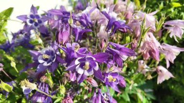  Campanula latifolia. Çan çiçekleri. Güzel bahar çiçekleri. Çiçek tarhında çiçekler.