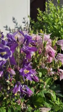  Campanula latifolia. Çan çiçekleri. Güzel bahar çiçekleri. Çiçek tarhında çiçekler.