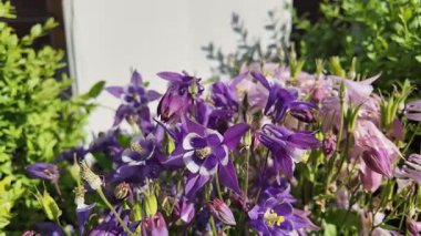  Campanula latifolia. Çan çiçekleri. Güzel bahar çiçekleri. Çiçek tarhında çiçekler.