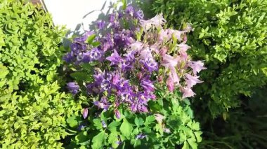  Campanula latifolia. Çan çiçekleri. Güzel bahar çiçekleri. Çiçek tarhında çiçekler.