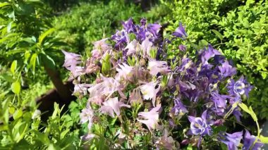  Campanula latifolia. Çan çiçekleri. Güzel bahar çiçekleri. Çiçek tarhında çiçekler.