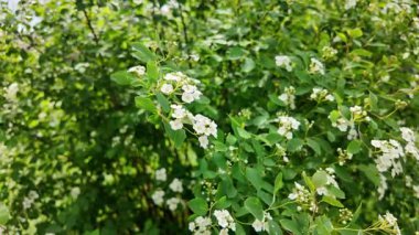 Spiraea Vanhouttei. Spiraea Vanhouttei çalıları baharda çiçek açar. Yavaş çekim video Spiraea Vanhouttei