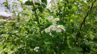 Spiraea Vanhouttei. Spiraea Vanhouttei çalıları baharda çiçek açar. Yavaş çekim video Spiraea Vanhouttei