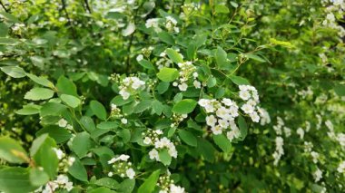 Spiraea Vanhouttei. Spiraea Vanhouttei çalıları baharda çiçek açar. Yavaş çekim video Spiraea Vanhouttei
