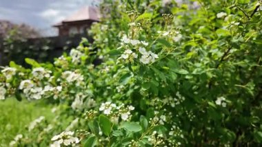 Spiraea Vanhouttei. Spiraea Vanhouttei çalıları baharda çiçek açar. Yavaş çekim video Spiraea Vanhouttei