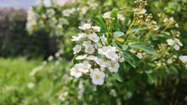 Spiraea Vanhouttei. Spiraea Vanhouttei çalıları baharda çiçek açar. Yavaş çekim video Spiraea Vanhouttei