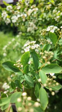 Spiraea Vanhouttei. Spiraea Vanhouttei çalıları baharda çiçek açar. Yavaş çekim video Spiraea Vanhouttei