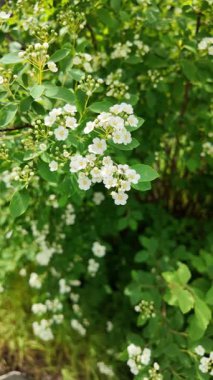 Spiraea Vanhouttei. Spiraea Vanhouttei çalıları baharda çiçek açar. Yavaş çekim video Spiraea Vanhouttei