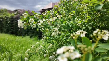 Spiraea Vanhouttei. Spiraea Vanhouttei çalıları baharda çiçek açar. Yavaş çekim video Spiraea Vanhouttei
