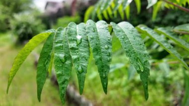 Genç yeşil yavaş çekim video bırakır. Akasya yaprakları. Baharda gökyüzüne karşı yeşil yapraklar. Ağaç dallarına büyük yağmur damlaları.