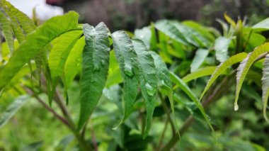 Genç yeşil yavaş çekim video bırakır. Akasya yaprakları. Baharda gökyüzüne karşı yeşil yapraklar. Ağaç dallarına büyük yağmur damlaları.
