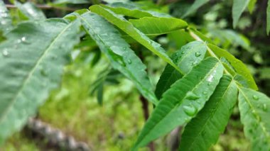Genç yeşil yavaş çekim video bırakır. Akasya yaprakları. Baharda gökyüzüne karşı yeşil yapraklar. Ağaç dallarına büyük yağmur damlaları.