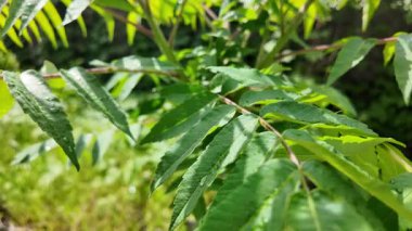 Genç yeşil yavaş çekim video bırakır. Akasya yaprakları. Baharda gökyüzüne karşı yeşil yapraklar. Ağaç dallarına büyük yağmur damlaları.