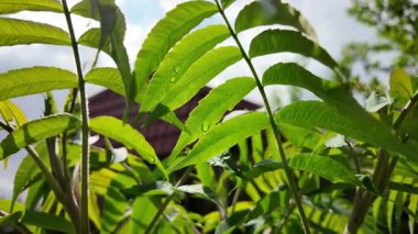 Genç yeşil yavaş çekim video bırakır. Akasya yaprakları. Baharda gökyüzüne karşı yeşil yapraklar. Ağaç dallarına büyük yağmur damlaları.