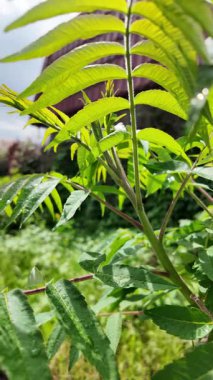 Genç yeşil yavaş çekim video bırakır. Akasya yaprakları. Baharda gökyüzüne karşı yeşil yapraklar. Ağaç dallarına büyük yağmur damlaları.