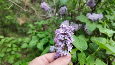 Leylak elinde ağır çekim videosu. Güzel mor bir leylak elinde. Adam leylağa elleriyle dokunuyor..
