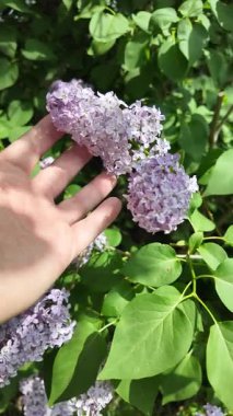 Leylak elinde ağır çekim videosu. Güzel mor bir leylak elinde. Adam leylağa elleriyle dokunuyor..