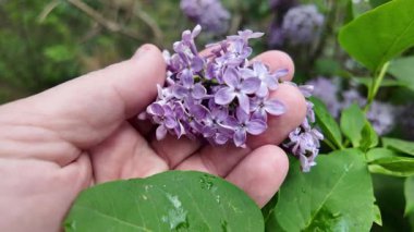 Leylak elinde ağır çekim videosu. Güzel mor bir leylak elinde. Adam leylağa elleriyle dokunuyor..