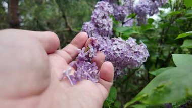 Leylak elinde ağır çekim videosu. Güzel mor bir leylak elinde. Adam leylağa elleriyle dokunuyor..