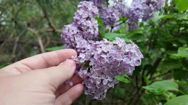 Leylak elinde ağır çekim videosu. Güzel mor bir leylak elinde. Adam leylağa elleriyle dokunuyor..